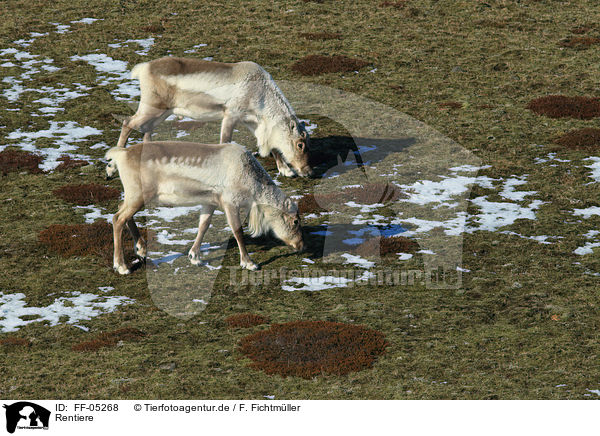 Rentiere / reindeers / FF-05268