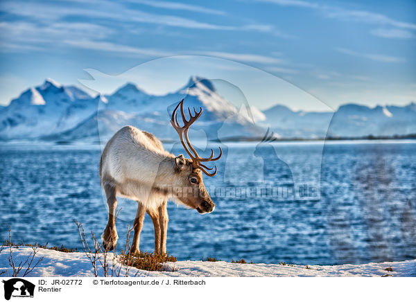 Rentier / reindeer / JR-02772
