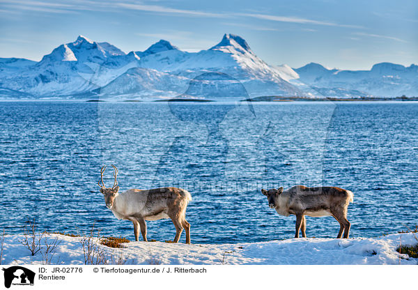 Rentiere / reindeers / JR-02776