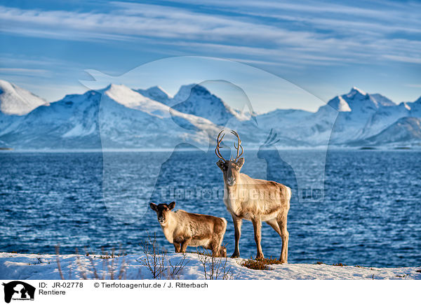 Rentiere / reindeers / JR-02778
