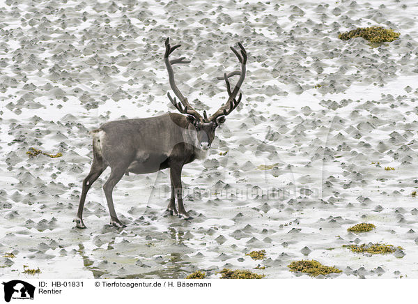 Rentier / reindeer / HB-01831