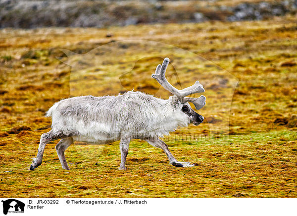 Rentier / reindeer / JR-03292