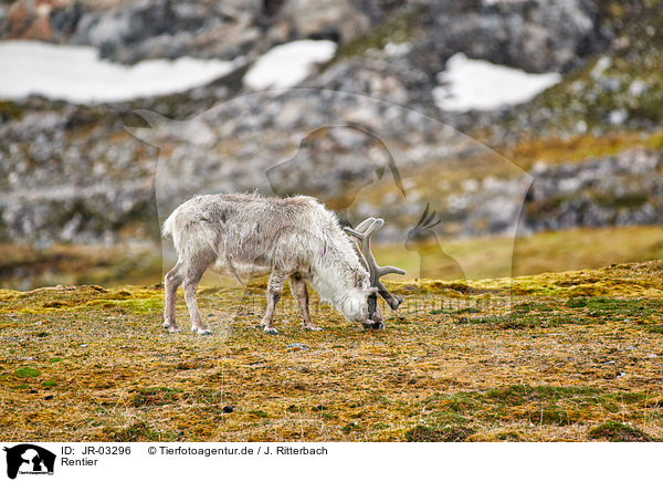 Rentier / reindeer / JR-03296