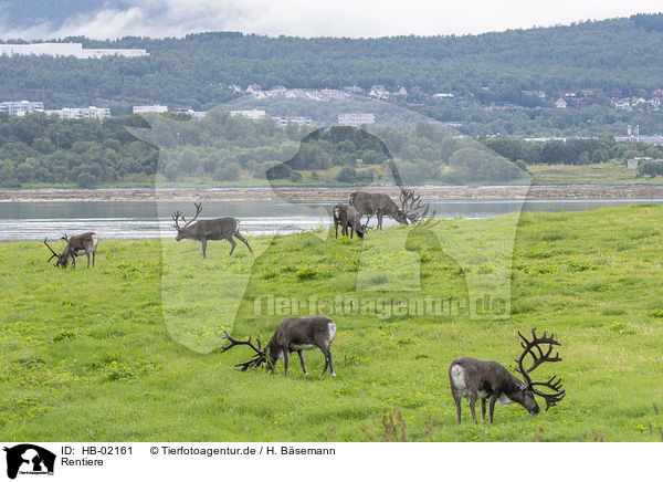 Rentiere / reindeers / HB-02161