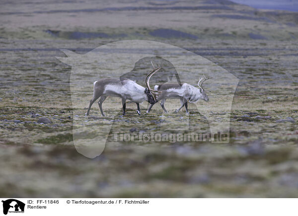 Rentiere / caribous / FF-11846