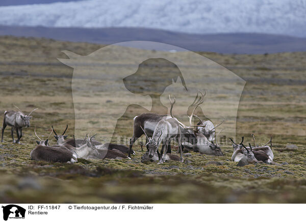 Rentiere / caribous / FF-11847