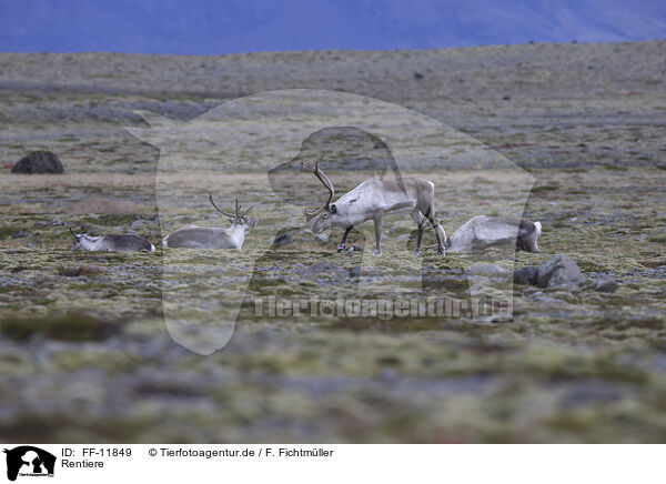 Rentiere / caribous / FF-11849