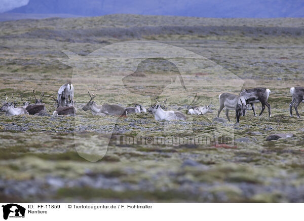 Rentiere / caribous / FF-11859