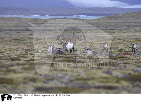Rentiere / caribous / FF-11860