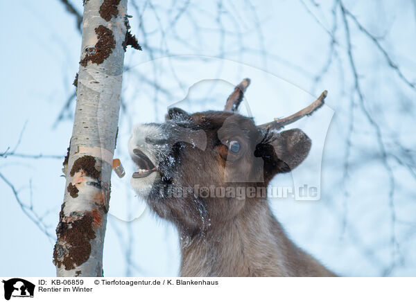 Rentier im Winter / caribou in winter / KB-06859