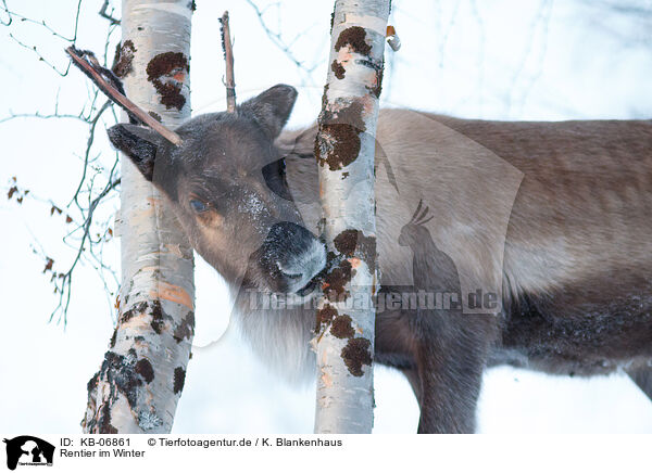 Rentier im Winter / caribou in winter / KB-06861