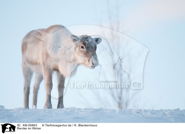 Rentier im Winter / caribou in winter / KB-06863