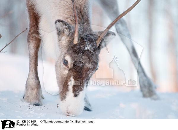 Rentier im Winter / KB-06865