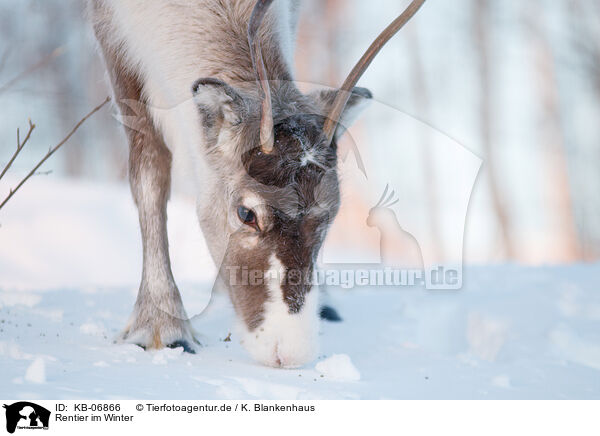 Rentier im Winter / KB-06866