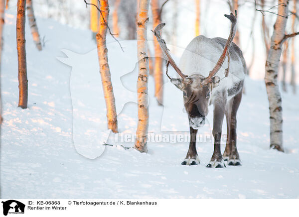 Rentier im Winter / caribou in winter / KB-06868