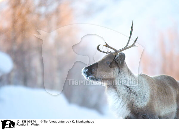 Rentier im Winter / caribou in winter / KB-06870