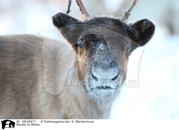 Rentier im Winter / caribou in winter / KB-06871