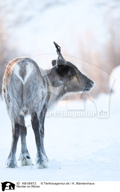 Rentier im Winter / KB-06872