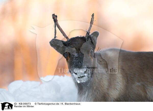 Rentier im Winter / caribou in winter / KB-06873