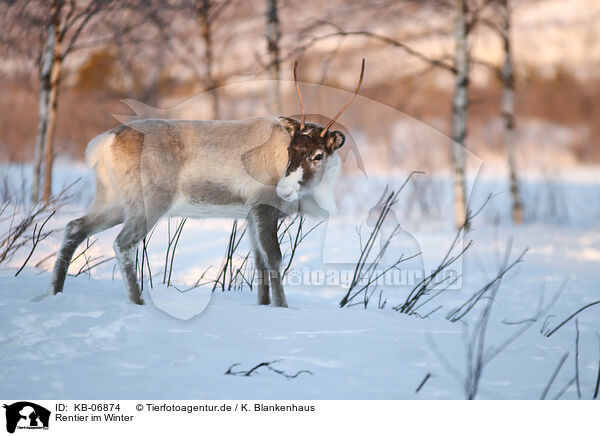 Rentier im Winter / KB-06874