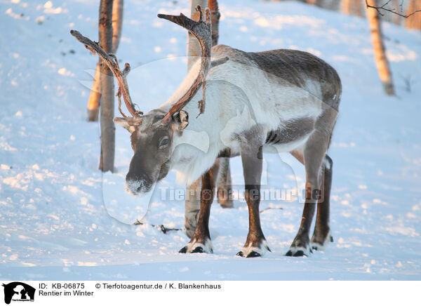 Rentier im Winter / caribou in winter / KB-06875