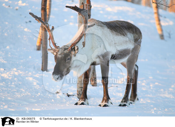 Rentier im Winter / KB-06875