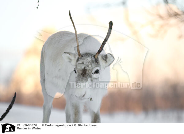 Rentier im Winter / caribou in winter / KB-06876