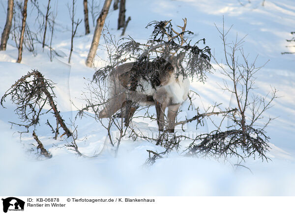 Rentier im Winter / caribou in winter / KB-06878