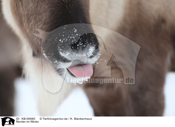 Rentier im Winter / caribou in winter / KB-06880