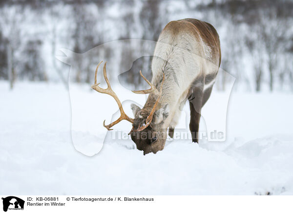 Rentier im Winter / caribou in winter / KB-06881