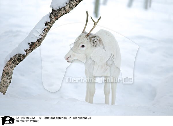 Rentier im Winter / caribou in winter / KB-06882