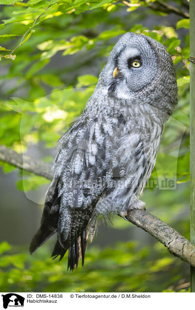 Habichtskauz / Ural owl / DMS-14838
