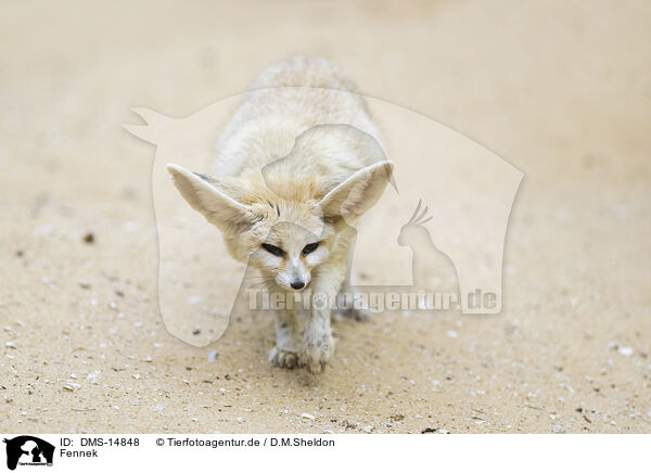 Fennek / Fennec / DMS-14848