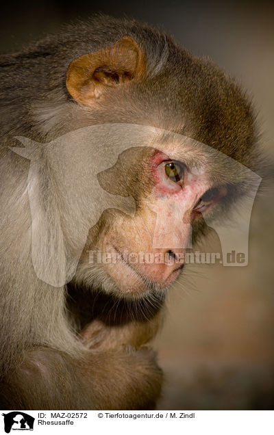 Rhesusaffe / bandar / MAZ-02572