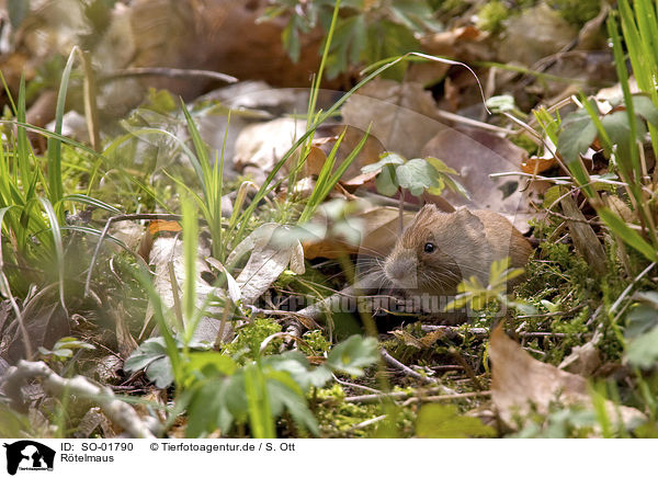 Rtelmaus / bank vole / SO-01790