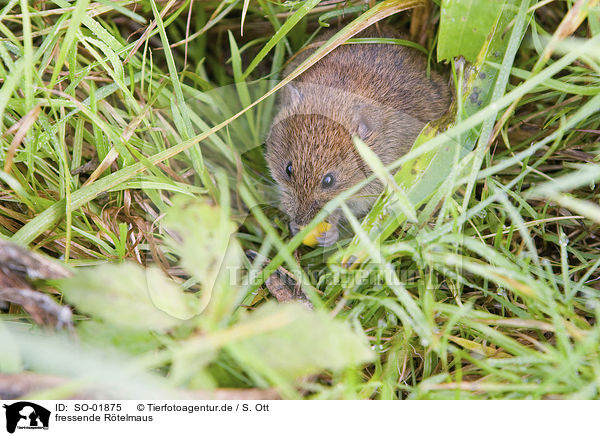 fressende Rtelmaus / eating bank vole / SO-01875