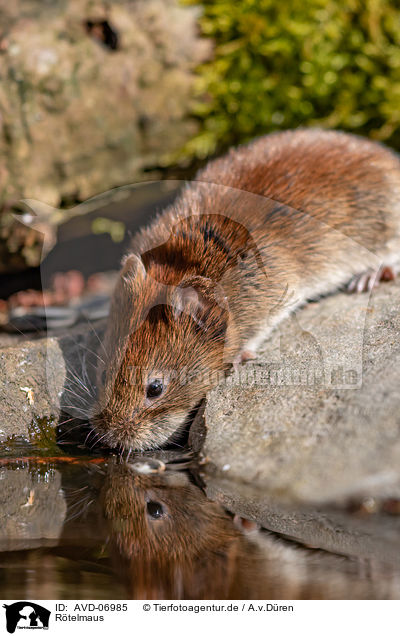 Rtelmaus / bank vole / AVD-06985