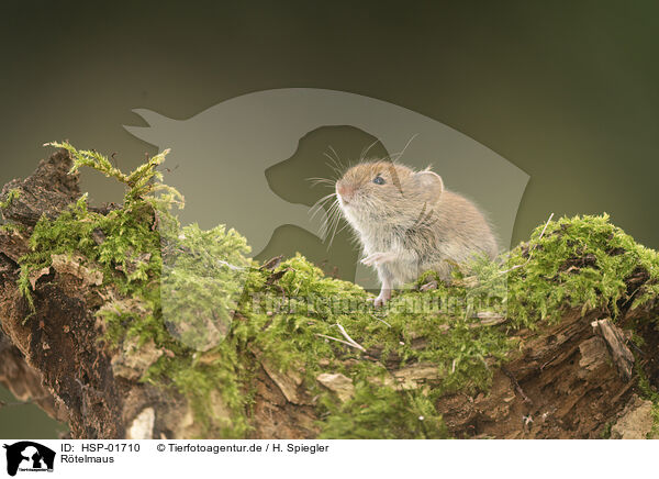Rtelmaus / bank vole / HSP-01710