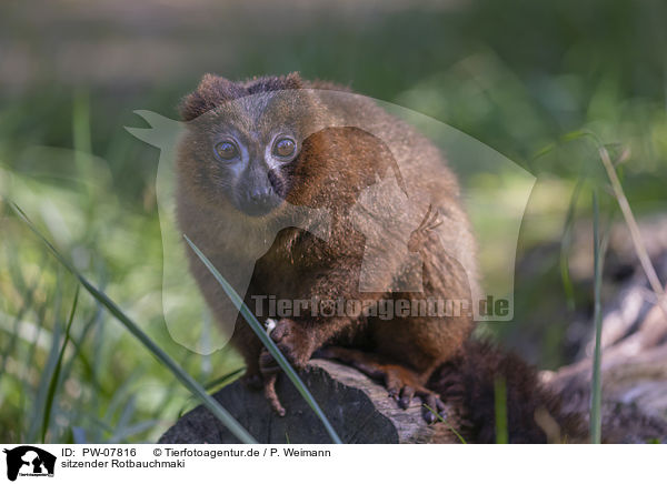 sitzender Rotbauchmaki / sitting Red-bellied Lemur / PW-07816
