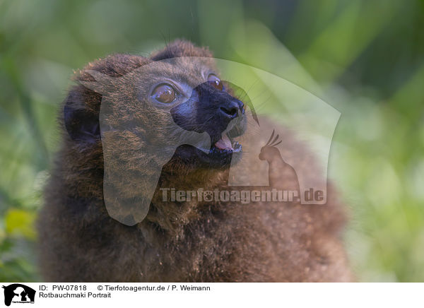 Rotbauchmaki Portrait / Red-bellied Lemur portrait / PW-07818