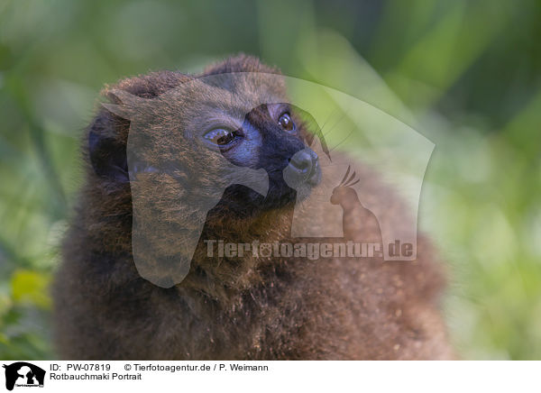 Rotbauchmaki Portrait / Red-bellied Lemur portrait / PW-07819