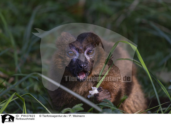 Rotbauchmaki / Red-bellied Lemur / PW-07823