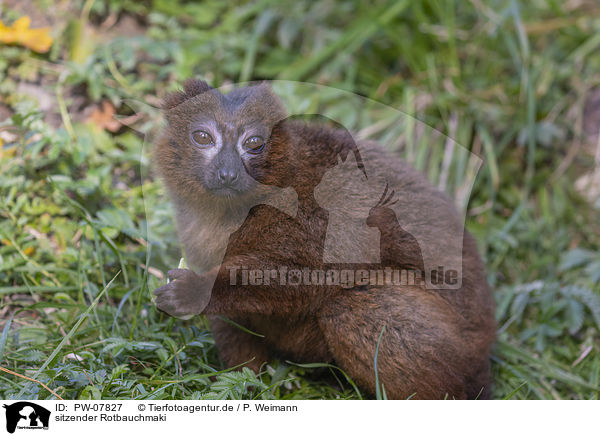 sitzender Rotbauchmaki / sitting Red-bellied Lemur / PW-07827