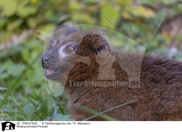 Rotbauchmaki Portrait / Red-bellied Lemur portrait / PW-07830