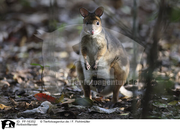 Rotbeinfilander / red-legged pademelon / FF-16352
