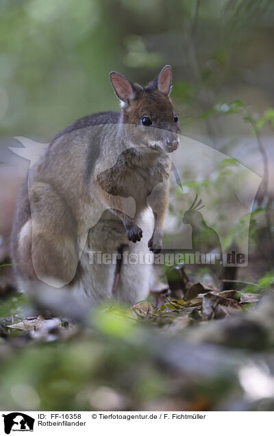 Rotbeinfilander / FF-16358