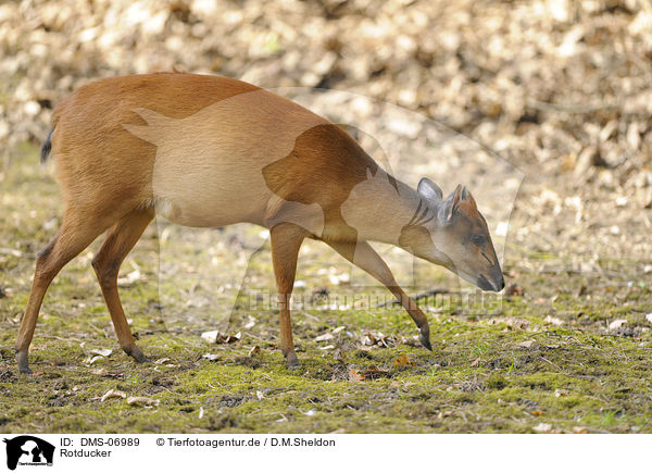 Rotducker / red forest duiker / DMS-06989
