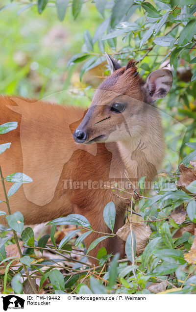 Rotducker / red forest duiker / PW-19442