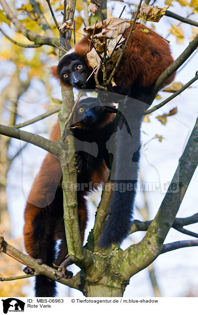 Rote Varis / red ruffed lemurs / MBS-06963