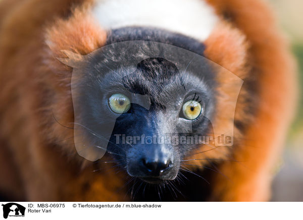 Roter Vari / red ruffed lemur / MBS-06975